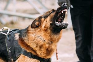 german-shepherd-dog-training-biting-dog